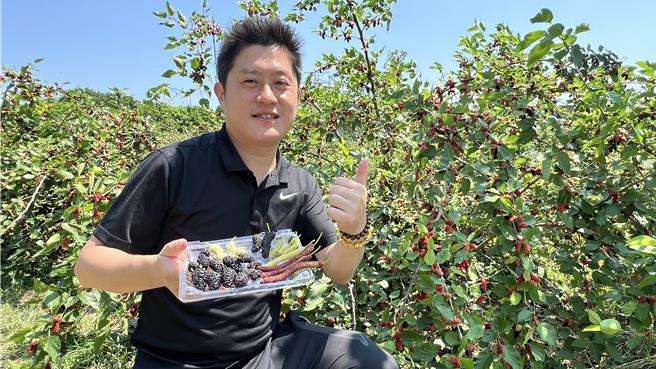 陈柏璋在柳营太康种植桑葚，面积广达5公顷、约4500株，每年4月是主要採收季节。（张毓翎摄）
