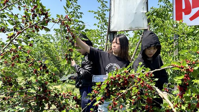 今天有一群企管系的大学生特别南下参访，了解他们经营的理念，也到桑葚园体验採果乐趣。（张毓翎摄）
