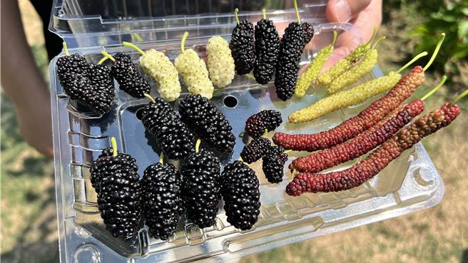 陈柏璋和父亲这几年引进不同品种的桑葚试种，有仅指甲片大小的原生种桑葚，还有蒂头比较长的桑葚。（张毓翎摄）