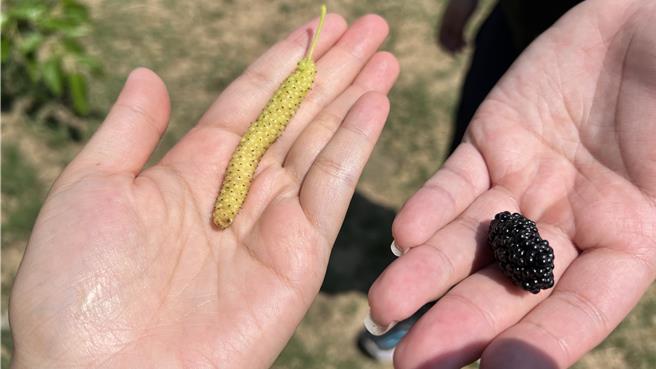 陈柏璋说，外型如白色蚕宝宝的桑葚（左），甜度可至22至24度，相较一般桑葚（右）约10、11度，这种牛奶长果桑可说「甜到吓死人」。（张毓翎摄）