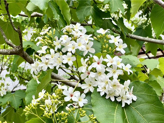 埔里镇牛耳艺术渡假村的油桐花已经绽放，埔里镇公所推出4梯次桐花小旅行27日起陆续登场。（杨静茹摄）