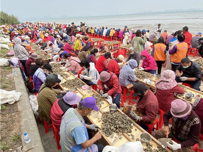「2024金寧乡石蚵文化季」将于5月4至5日在金门大桥慈湖端周边广场举行，而广受民眾欢迎的「千人剥蚵」体验活动则将于4月27日下午16时于古寧头北山出海口海堤抢先登场。(于家麒摄)