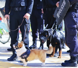 陆首只「柯基警犬」福仔露脸　受训4个多月成优等生