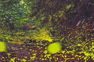 火金姑故鄉 小礁溪推賞螢導覽