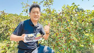 台南 外觀如蠶寶寶 稀有牛奶桑葚甜度爆表