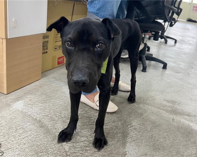 為防止飼主因寵物生病才將其送養，不僅在收容階段無從治療，更大大降低了毛孩再被領養的機率，動保處也修正作業要點，要求要求無法繼續飼養動物的民眾，在送交動物收容時，需檢附動物病歷摘要及血液檢驗證明書文件，落實動物保護法的飼主責任。（示意圖，北市動保處提供／丁上程台北傳真）