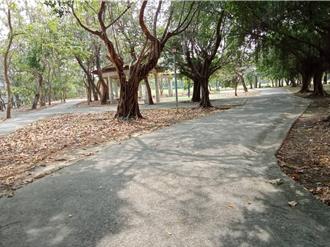 嘉市運動公園落葉鋪滿地惹民怨 市府回應了