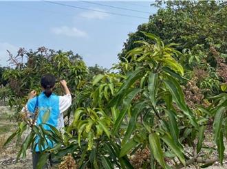 氣候持續高溫乾燥 芒果真菌性病害醞釀恐擴大