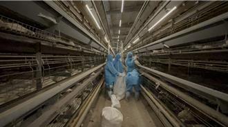 1個月內3蛋雞場染禽流感 彰縣已撲殺近7萬隻雞