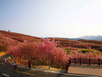 台灣人在大陸》腳踏實地 將父輩櫻花園發揚光大