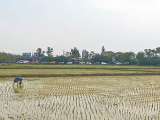 石門水庫供灌打折 農民共體時艱