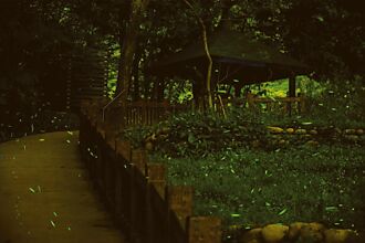 大坑賞螢 先搶先贏 每場60人 4月8日開放報名