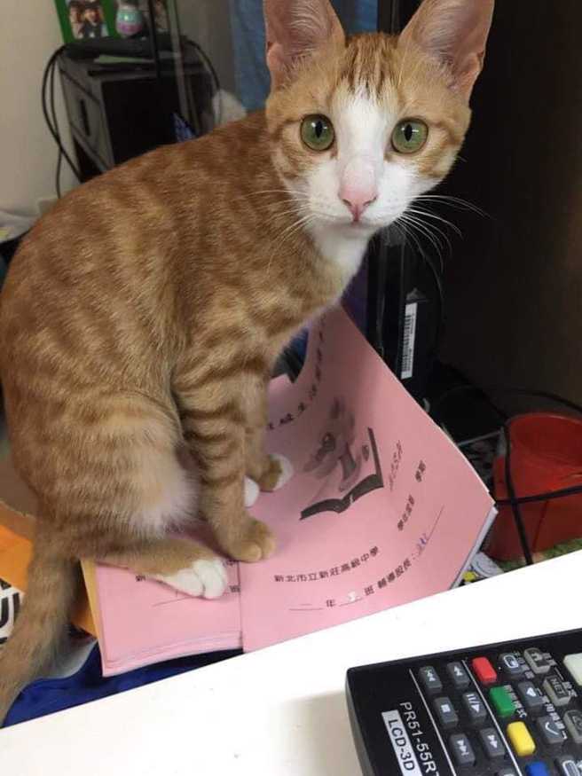 康姓女老師救「白襪橘貓」罹難，友人PO出貓咪照片，桌上還有公文，顯示康師與貓咪感情深厚。(翻攝自花蓮人臉書)