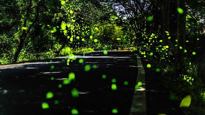 去内湾玩不再塞车，连外新辟道路获综合规画补助。图为内湾东窝星海萤区入围，每年4、5月马武督道路沿线萤光点点。（本报资料照／罗浚滨摄）