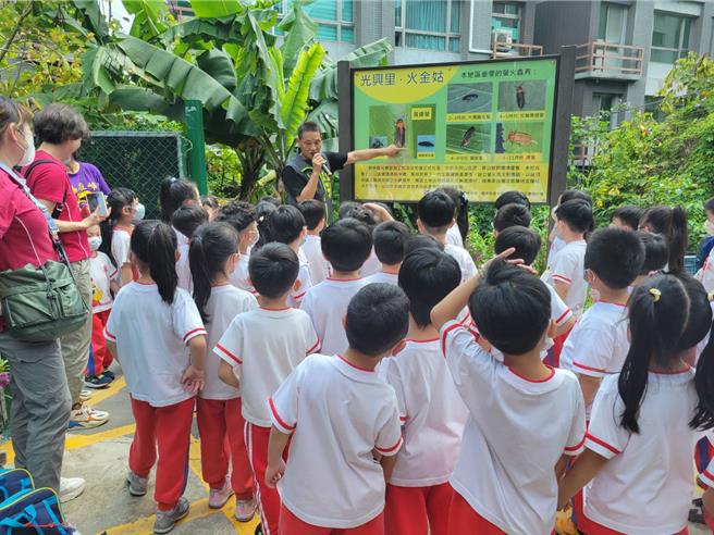 新北市树林区光兴里「蛙鸣萤飞」赏萤活动，今年萤火虫极大期预估落在4月中旬至月底。（新北市树林区公所提供／刘玮晴新北传真）