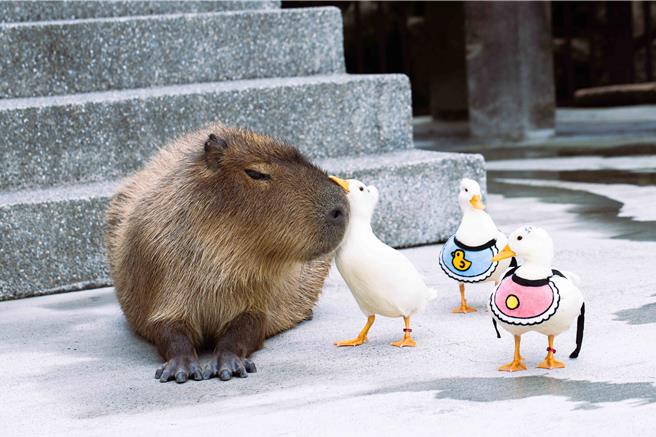 入住宜蘭綠舞飯店可享受園區內羊駝、水豚、梅花鹿、柯爾鴨及狐獴等萌寵的熱情待客，房客還可親自體驗餵食樂趣。（圖／綠舞國際觀光飯店）