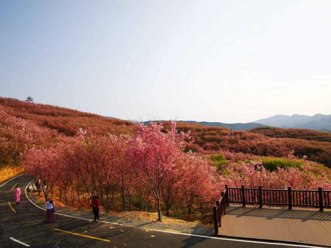 每年1月-3月，福建清流（赖坊）千亩樱花绽放，美不胜收。（作者提供）