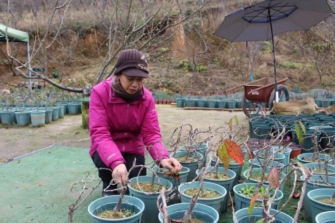 李秋银介绍她的樱花盆景。（作者提供）