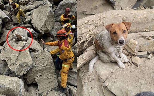 花蓮縣消防局特搜搜救犬小組，其中體型最嬌小的Wilson，第一次出任務就在搜救熱點尋獲2罹難者。（圖／翻攝自臉書花蓮搜救犬隊～ｗｈｆ犬客）