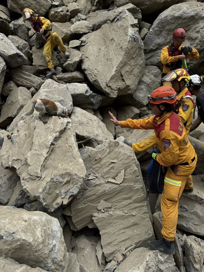 花蓮縣消防局特搜搜救犬小組，其中體型最嬌小的Wilson，第一次出任務就在搜救熱點尋獲2罹難者。（圖／翻攝自臉書花蓮搜救犬隊～ｗｈｆ犬客）