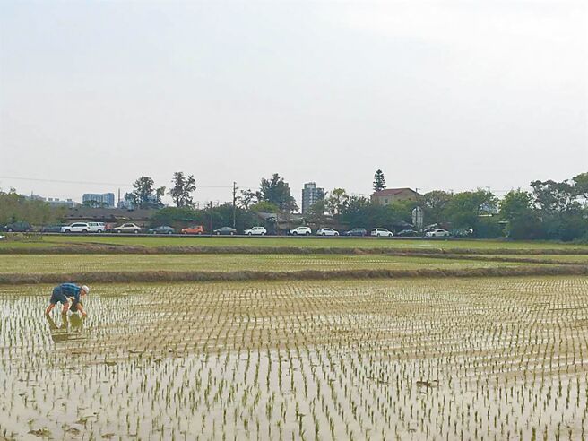 石门水库肩负灌溉与提供民生、工业用水重任，春耕期蓄水大减，被指是缺水主因，农水署桃园管理处表示，农业用水也能涵养地下水与土壤，若完全不供灌恐破坏耕种环境。图为插秧示意图。（本报资料照片）