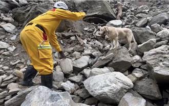花莲大地震》搜救犬「罗杰」建功 寻获砂卡噹罹难胡女遗体
