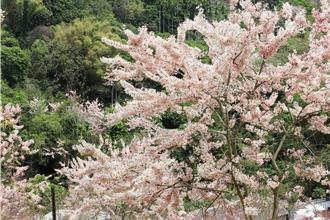 最美花旗木在這裡！千萬打造「阿拉伯粉紅村」花海盛開