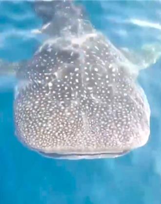 釣客團邂逅貪吃巨鯨鯊 魚餌統統餵光