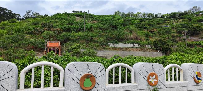 苗栗县西湖乡湖东社区大窝柚子满山遍野植满文旦柚，柚花全开时满山全是馨香。（谢明俊摄）