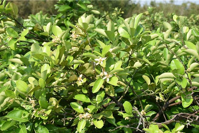 苗栗县西湖乡文旦柚花从3月中旬就陆续开放，目前只剩部分花朵。（谢明俊摄）