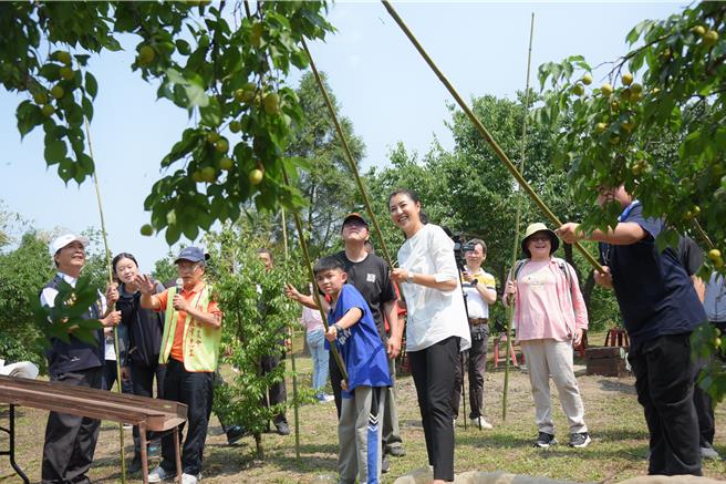 南投國姓鄉農會舉辦「Call Me梅BE梅香祕境採梅趣」6日在南港村登場，南投縣長許淑華與遊客們一起獻出敲梅初體驗。（南投縣政府提供／馮惠宜台中傳真）