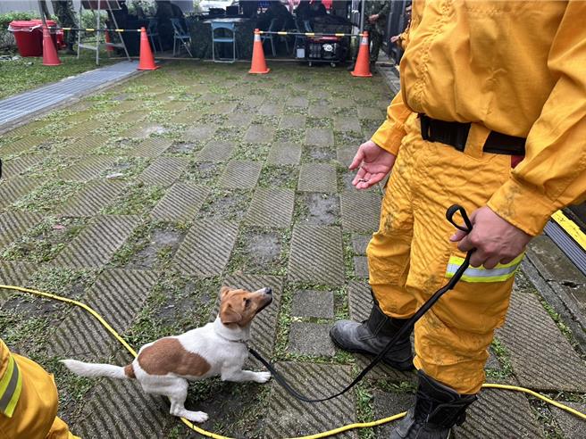 花蓮搜救犬Wilson3年前加入花蓮縣消防局大家庭，初登場就被派去0403花蓮大地震災情最嚴峻的太魯閣砂卡礑步道尋找失聯者，牠靠著小犬的敏捷優勢及靈敏嗅覺，率先找到2名罹難者，立下大功。（羅亦晽攝）
