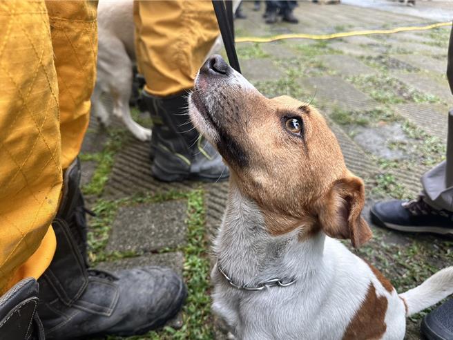花蓮搜救犬Wilson3年前加入花蓮縣消防局大家庭，初登場就被派去0403花蓮大地震災情最嚴峻的太魯閣砂卡礑步道尋找失聯者，牠靠著小犬的敏捷優勢及靈敏嗅覺，率先找到2名罹難者，立下大功。（羅亦晽攝）