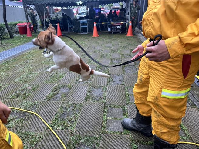 花蓮搜救犬Wilson3年前加入花蓮縣消防局大家庭，初登場就被派去0403花蓮大地震災情最嚴峻的太魯閣砂卡礑步道尋找失聯者，牠靠著小犬的敏捷優勢及靈敏嗅覺，率先找到2名罹難者，立下大功。（羅亦晽攝）
