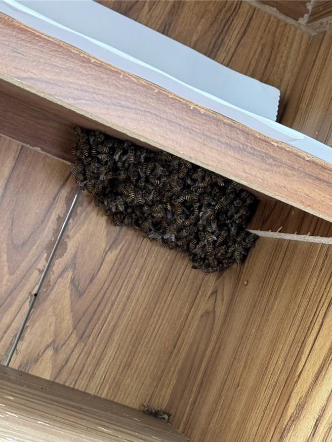 台南仁德区有大批野蜂闯进民宅，吓得民眾头皮发麻。(郑晴而提供／曹婷婷台南传真)