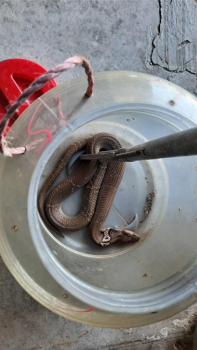 0403花莲大地震后，台南仁德区有民宅竟然跑进眼镜蛇，吓坏屋主。(郑晴而提供／曹婷婷台南传真)