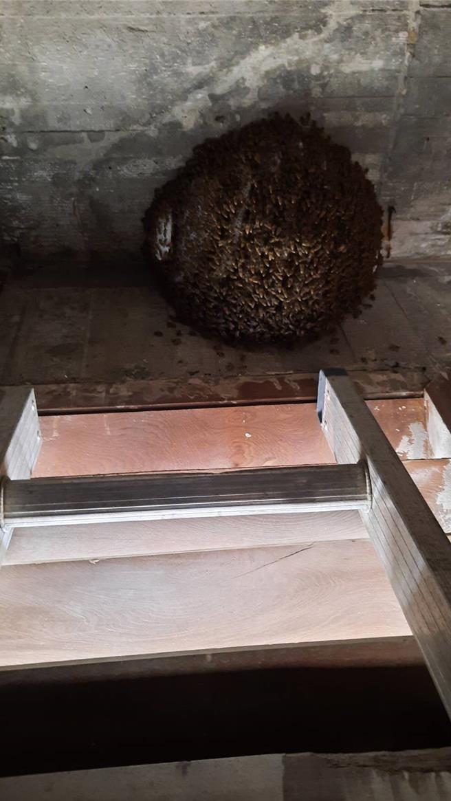 台南仁德区有大批野蜂闯进民宅，吓得民眾头皮发麻。(郑晴而提供／曹婷婷台南传真)