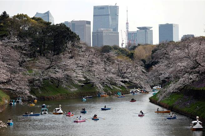 韩国首都首尔的赏樱名所规划逐年更改树种，用本土品种取代日本品种。图为东京千鸟渊公园盛开的樱花。（图／路透社）
