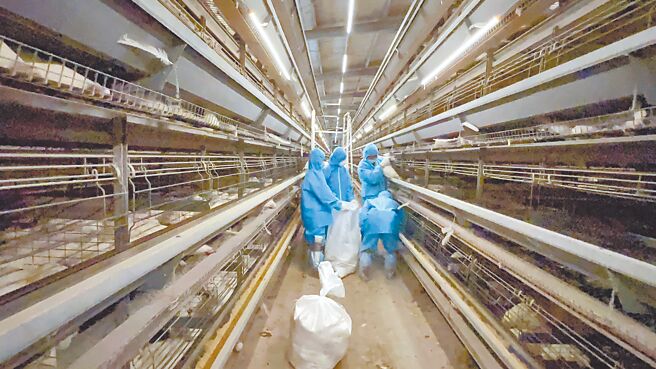 彰化县芳苑乡1场蛋鸡场传出禽流感疫情，彰化县动物防疫已在5日完成该蛋鸡场扑杀清场及消毒工作，计扑杀3万9990只蛋鸡。（彰化县动物防疫所提供／孙英哲彰化传真）