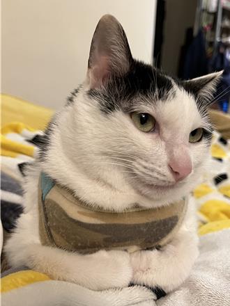 愛貓還在天王星 住戶險哽咽：昨天是4歲生日