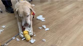 影》咬麦克风暴红！搜救犬Roger收陈其迈礼物「秒咬烂」