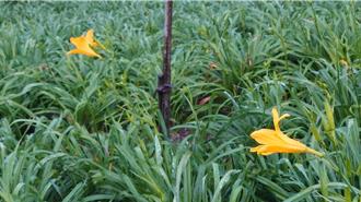 彰化虎山巖金針花季開始了 第一朵金針花開出姐妹花