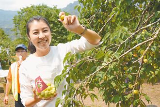 南投 祕境採梅 許淑華帶遊客一起體驗