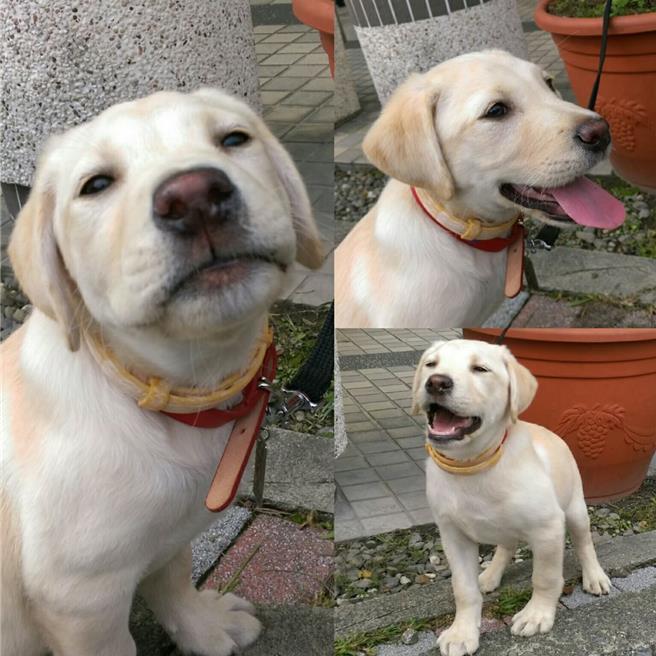 Roger小时候可爱的呆萌照曝光 。（翻摄照片／洪靖宜高雄传真）