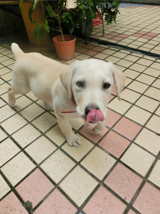 Roger小时候可爱的呆萌照曝光 。（翻摄照片／洪靖宜高雄传真）