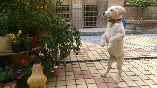 Roger小时候可爱的呆萌照曝光 。（翻摄照片／洪靖宜高雄传真）