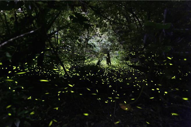 桃園市復興區4月進入螢火蟲季，5月有媽媽桃及6月水蜜桃產季，受近期地震不斷影響遊客不敢上山，復興區公所說將於農特產季擴大舉辦多元活動，鼓勵遊客上山遊憩，讓山區民眾能維持生計。（桃市觀旅局提供／呂筱蟬桃園傳真）
