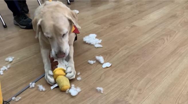 高雄搜救隊返回高雄，陳其邁到場致意，並送上新玩具和零食給搜救犬，起初羅傑開心咬著布玩具，過沒多久就咬爛。（翻攝照片／洪靖宜高雄傳真）