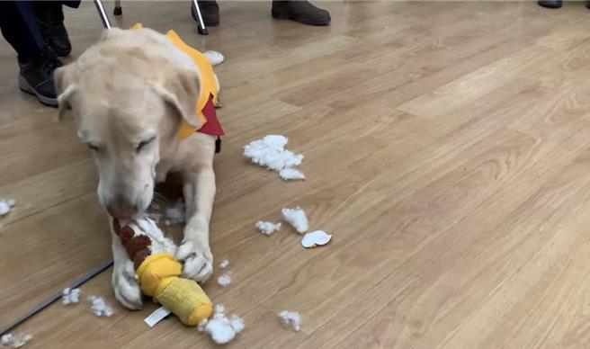 高雄搜救隊返回高雄，陳其邁到場致意，並送上新玩具和零食給搜救犬，起初羅傑開心咬著布玩具，過沒多久就咬爛。（翻攝照片／洪靖宜高雄傳真）