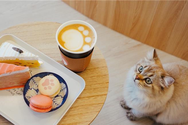 入住綠舞國際觀光飯店旅客可選擇至最新爆紅打卡點擼LALA Sweets體驗療癒下午茶，享受被可愛貓咪包圍的幸福感。（綠舞國際觀光飯店提供／吳娮翎台北傳真）  